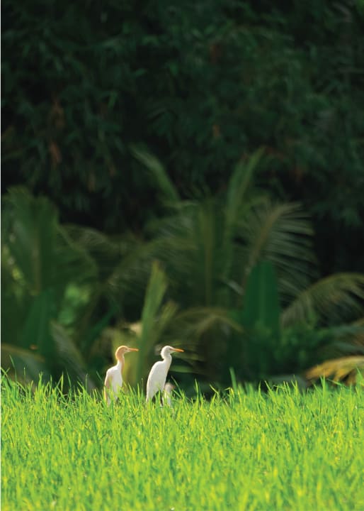 Gartenanlage Hotel Alila Ubud