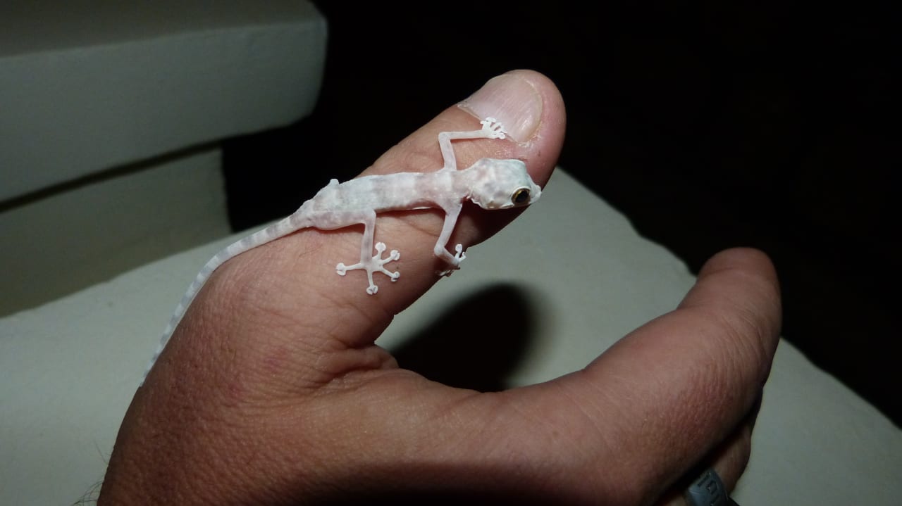 Gartenanlage Coral Sun Beach