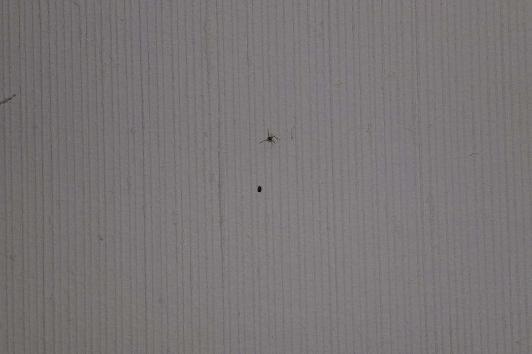 Spinnweben an der Decke Flair Hotel Weinstube Lochner