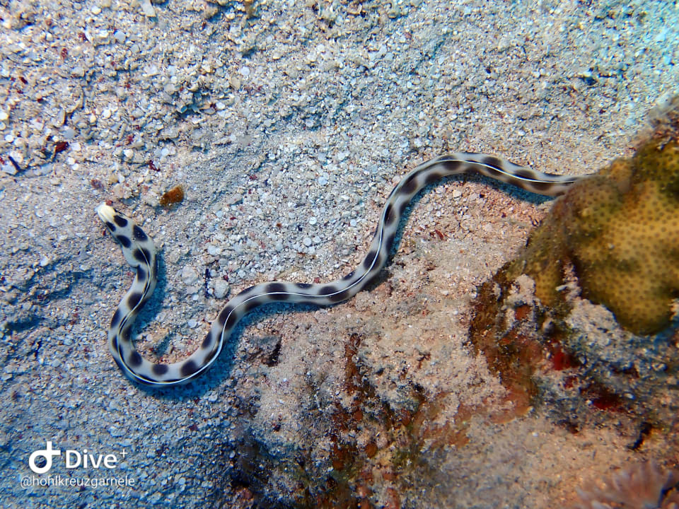 Sport & Freizeit Hotel Coral Garden