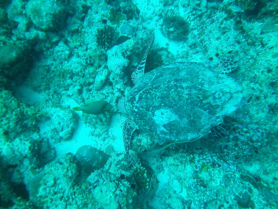 Schildkröte Thulhagiri Island Resort
