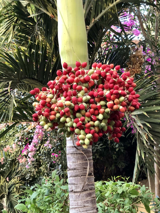 Gartenanlage VOI Praia De Chaves Resort