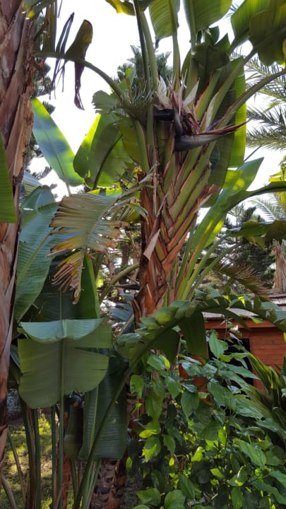 Gartenanlage Hotel Delphin Imperial