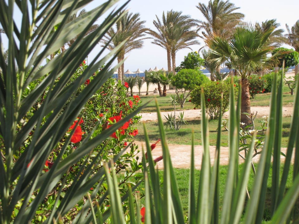 Gartenanlage mit Blick zum Meer Pensée Royal Garden Beach Resort