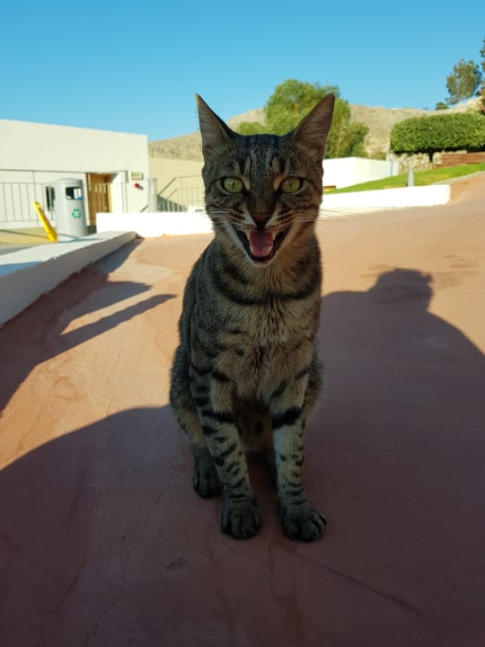 Sonstiges Lindos Mare, Seaside Hotel
