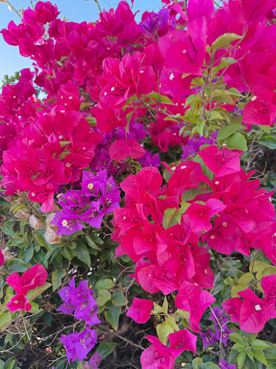 Gartenanlage Vidamar Hotel Resort Algarve