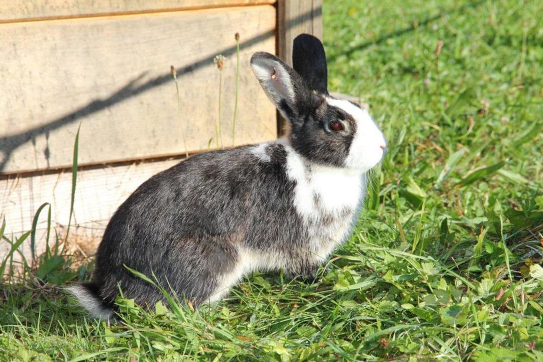 Tiere des Hauses Pension Mooserlehen