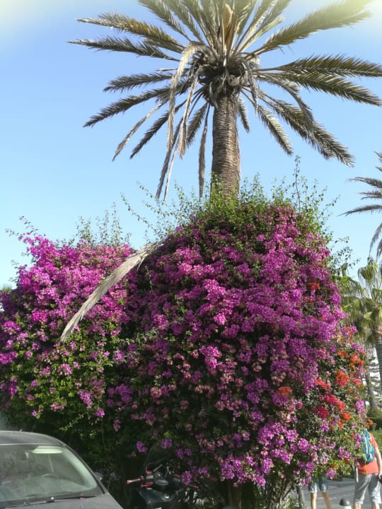 Gartenanlage Atlas Amadil Beach Hotel