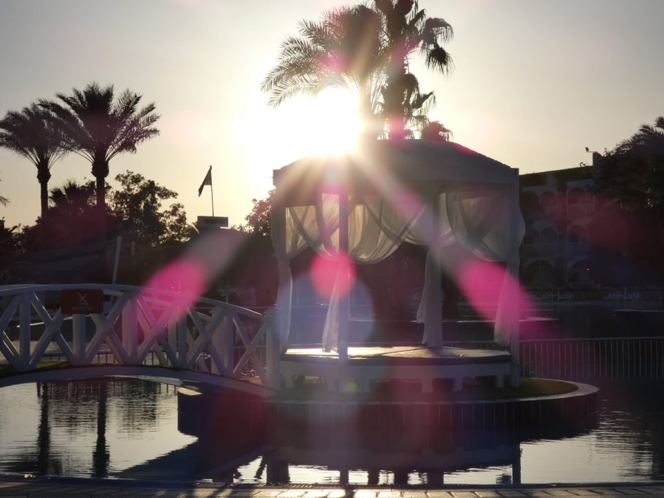 Sonstiges Desert Rose