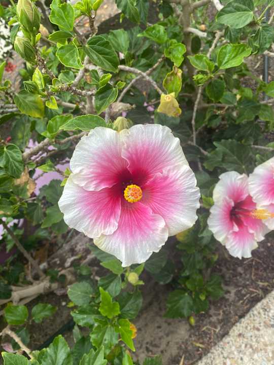 Gartenanlage allsun App.-Hotel Esquinzo Beach