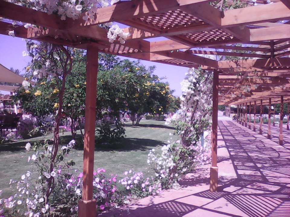 Sonstiges Desert Rose