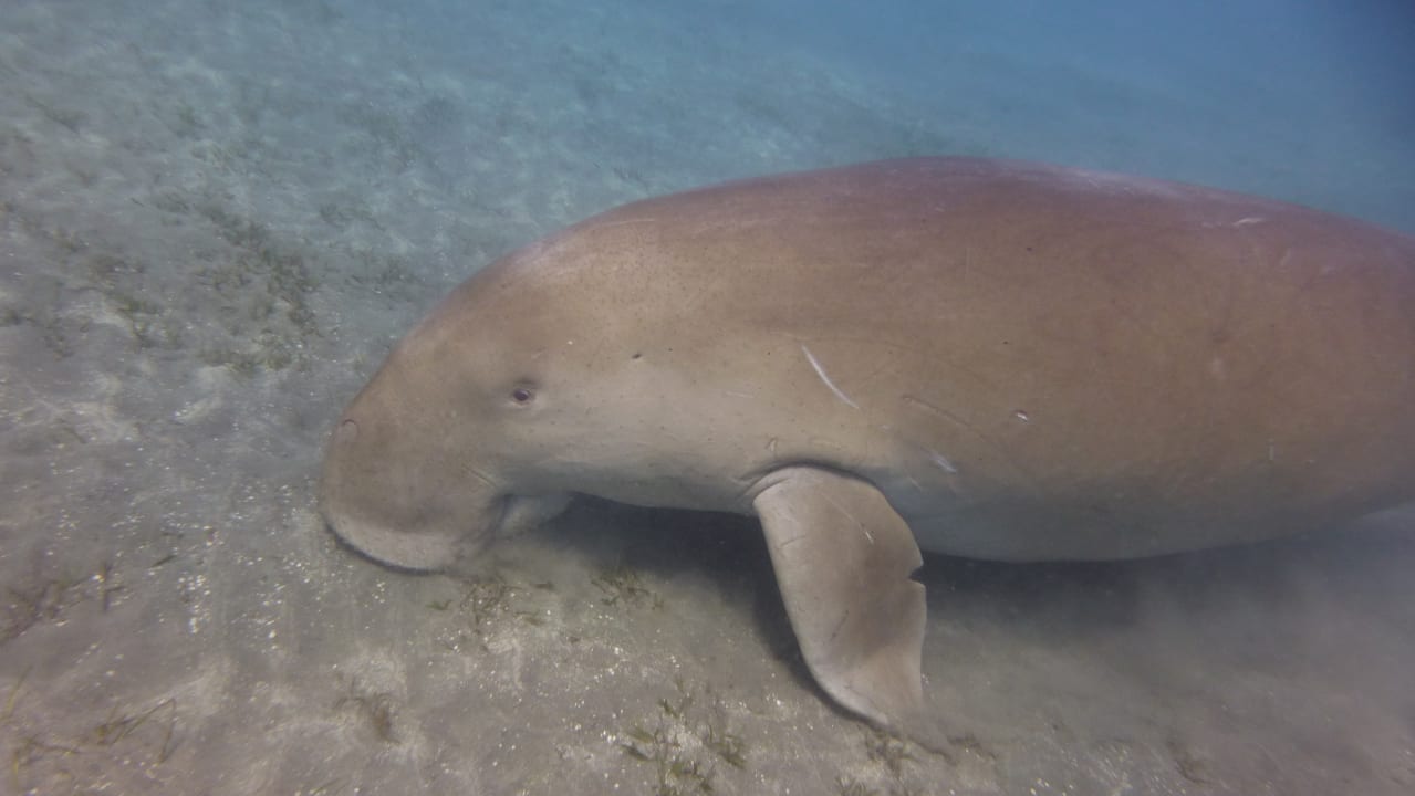 Strand Shams Alam Beach Resort