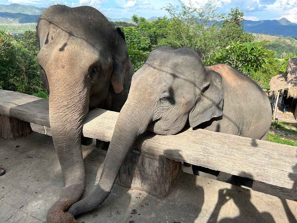 Gastro The Chai Lai Orchid Resort