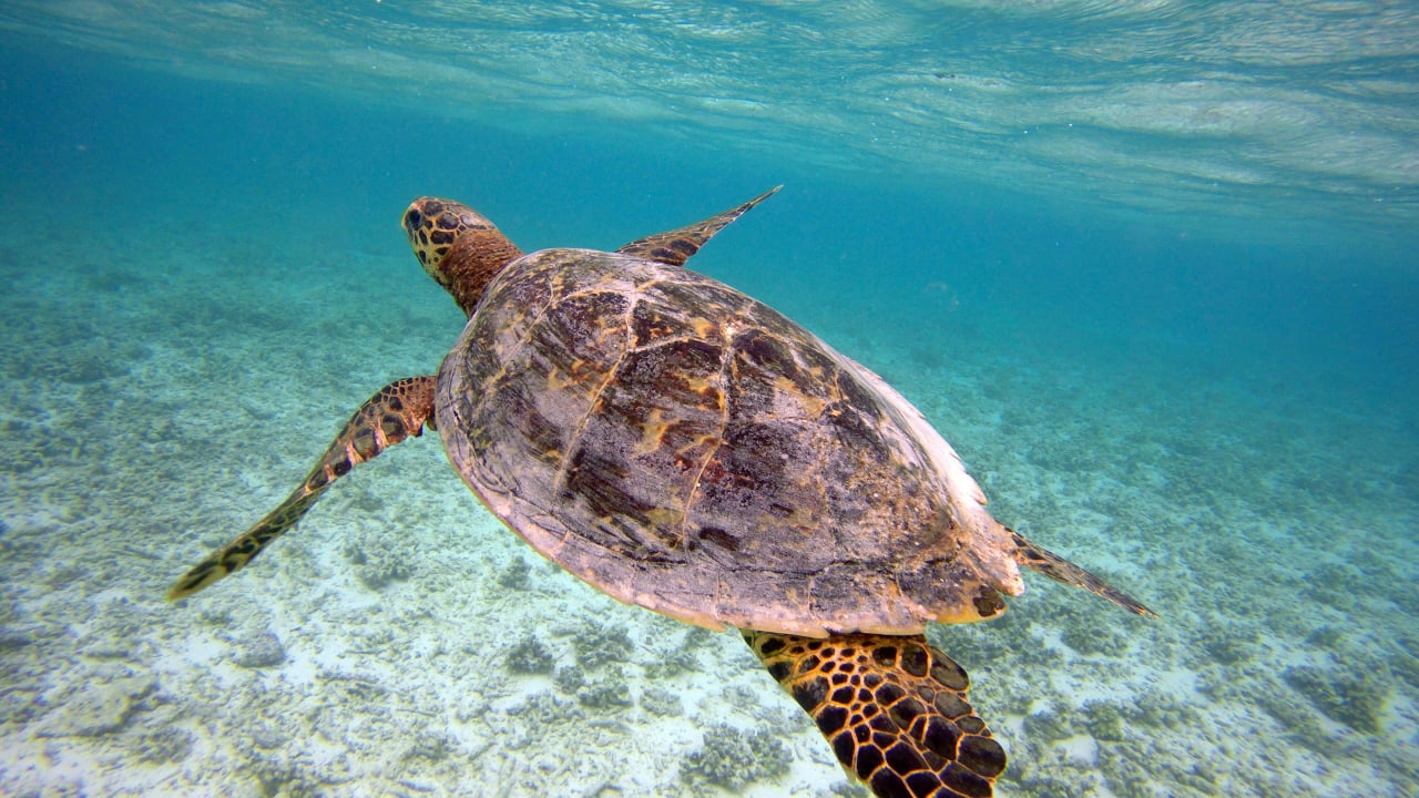 Sport & Freizeit Summer Island Maldives