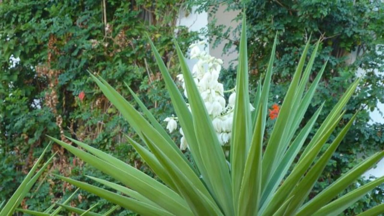 Blühende Jucca Grand Hotel Holiday Resort