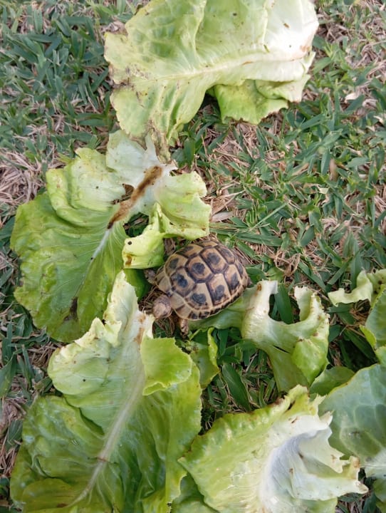 Pool Hotel Royal Nozha