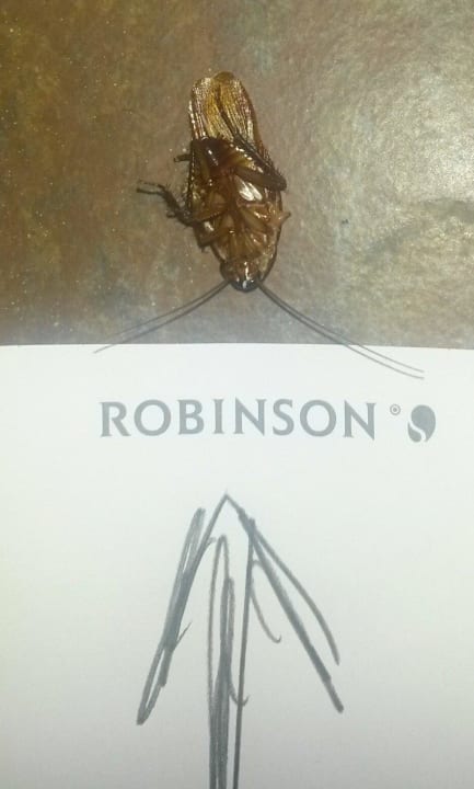 Nächtliche Besucher in den Erdgeschoß-Pueblos ROBINSON JANDIA PLAYA