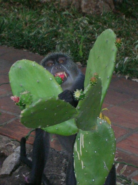 Wo bin ich? Hotel Diani Sea Lodge