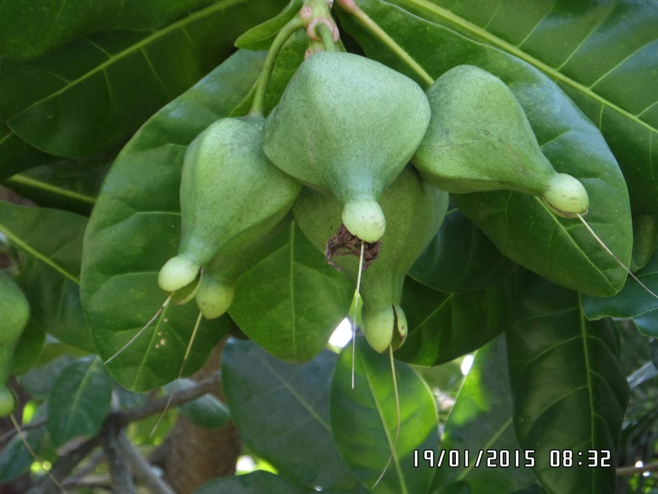 Tropische Bäume Earl’s Reef Beruwala