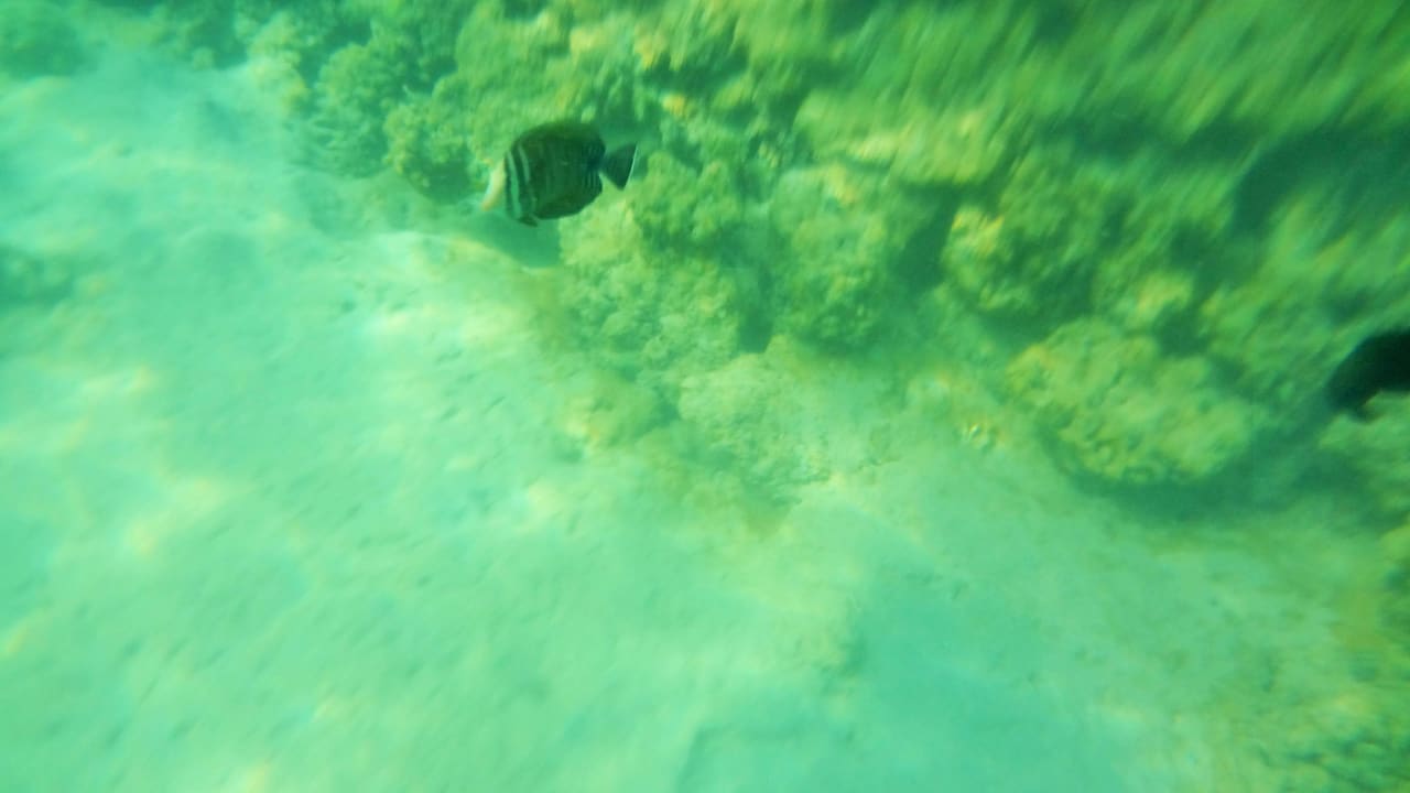 Риф недалеко от берега Desert Rose