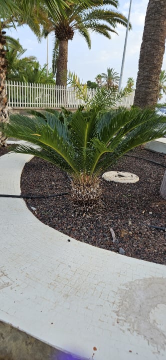 Gartenanlage Abora Buenaventura by Lopesan Hotels