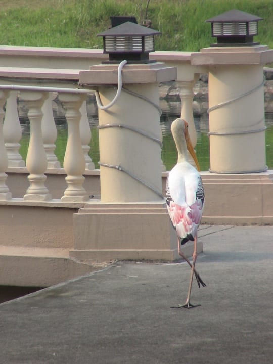 The bird Hotel Palace of the Golden Horses