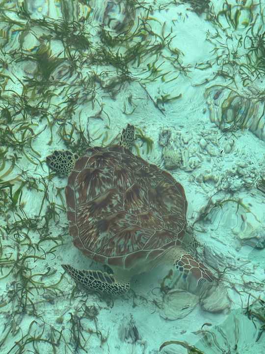 Sonstiges Cocoon Maldives