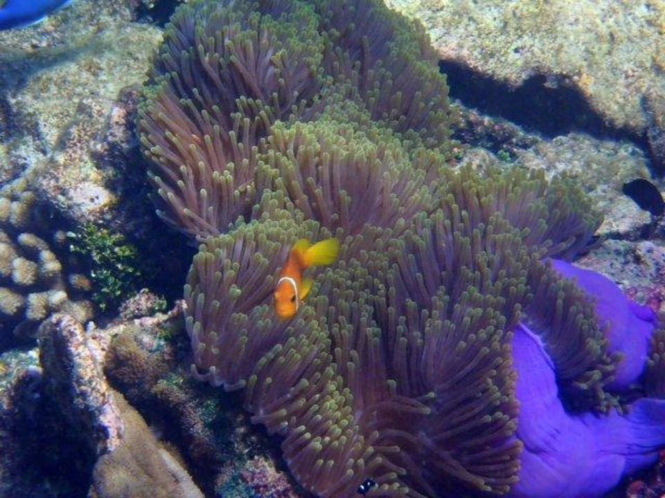 Ohne Worte ananea Diamonds Athuruga