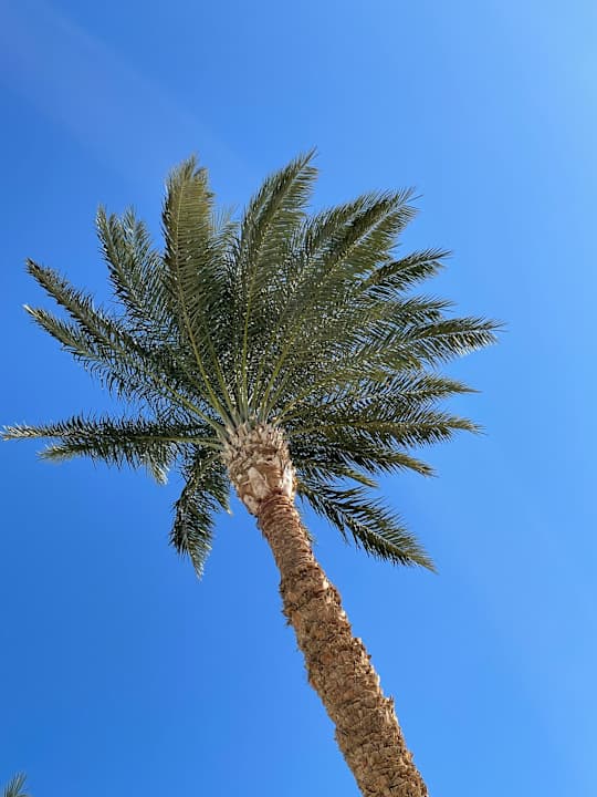 Ausblick Beach Albatros Resort