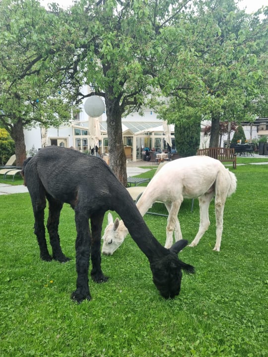 Sonstiges Gartenhotel Moser