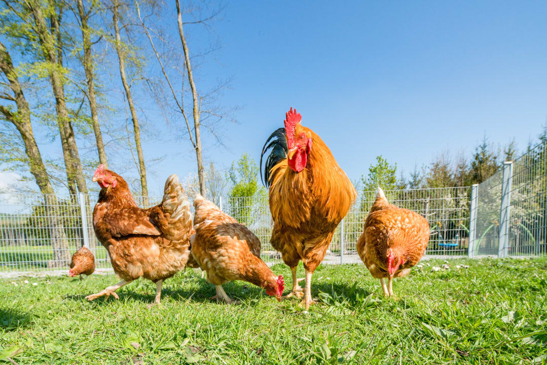 Gartenanlage Hotel Hofgut Tiergarten