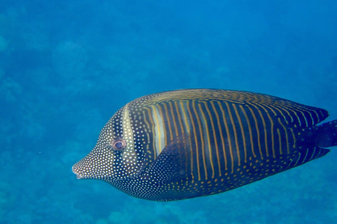 Strand Makadi Spa - Adults only