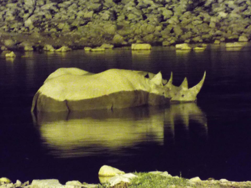 Spitzmaulnashörner am abendlichen Camp-Wasserloch Okaukuejo Camp