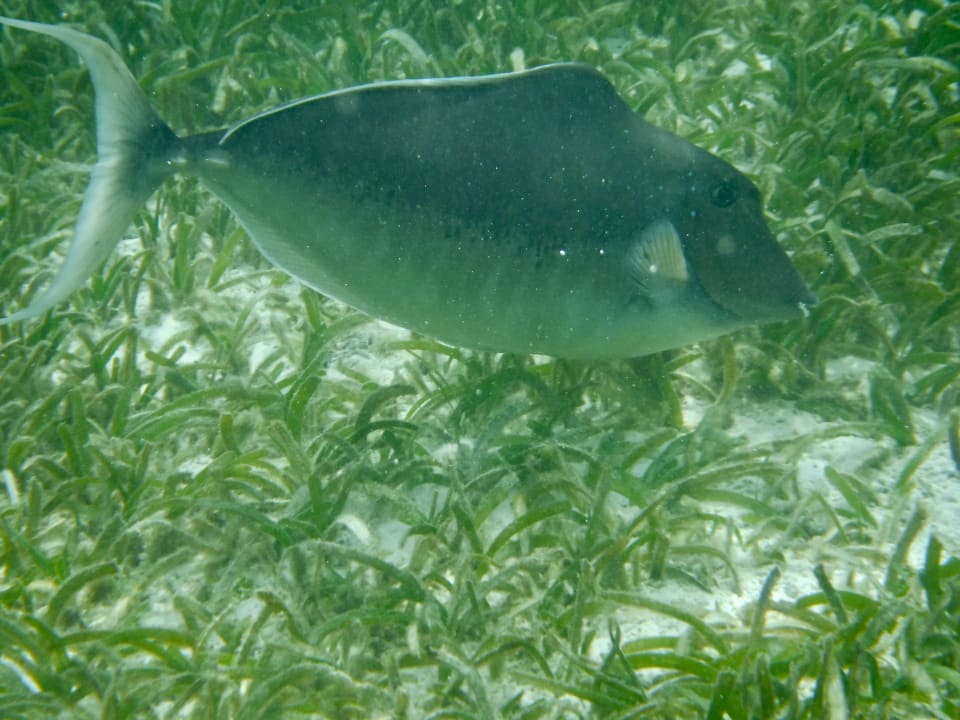 Sport & Freizeit Adaaran Select Hudhuran Fushi - Premium All Inclusive