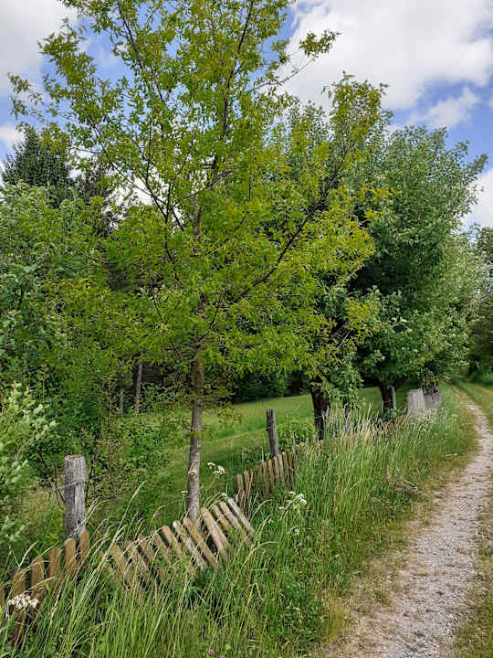 Ausblick Waldhotel Schinkenwirt