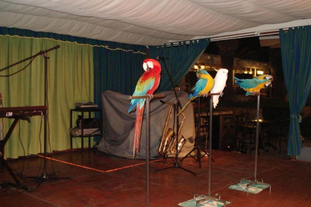 Loro show Ole Tropical Tenerife