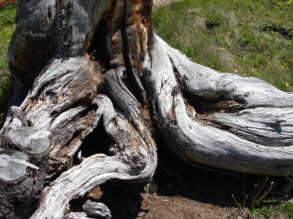 Zirbenstock bei der Kalbenalm Hotel Andy