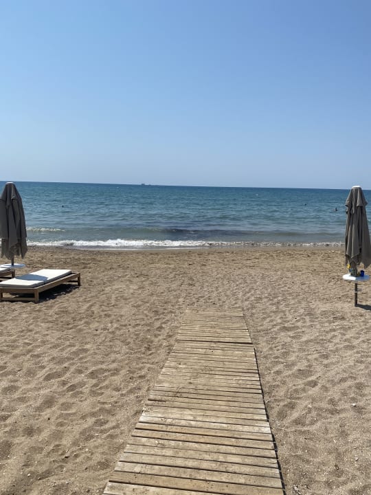 Strand Acanthus Cennet Barut Collection