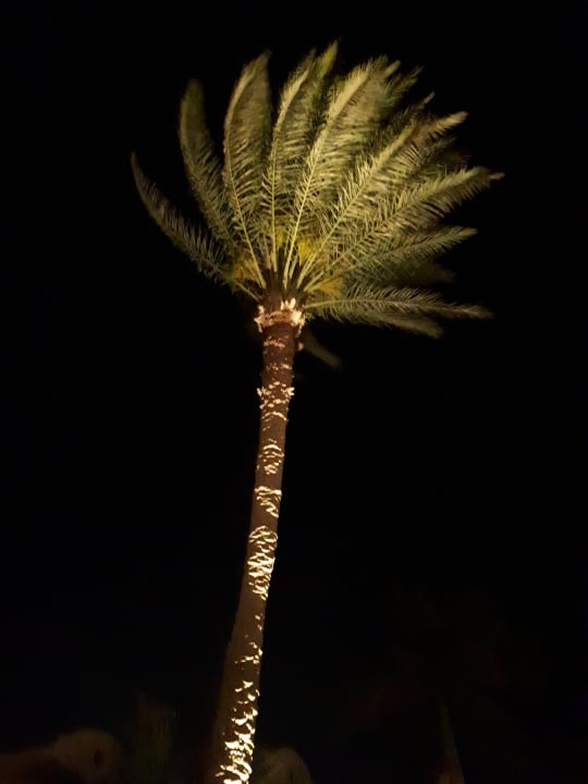 Gartenanlage Ali Baba Palace Resort