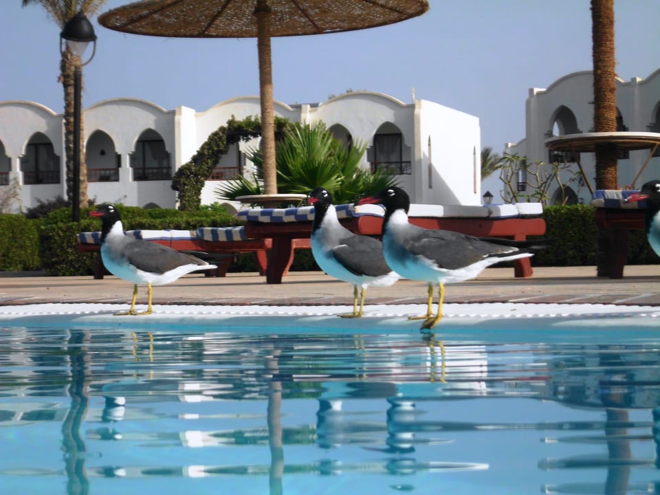 Pool Hotel Gorgonia Beach Resort