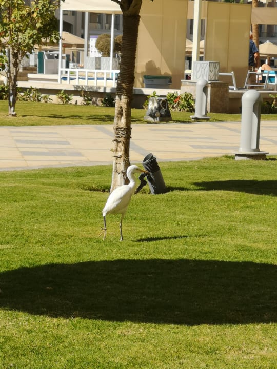 Sonstiges Pickalbatros White Beach Resort - Hurghada