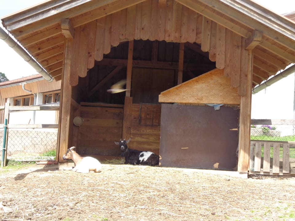 Streichelzoo Erlebnisbauernhof Achatz