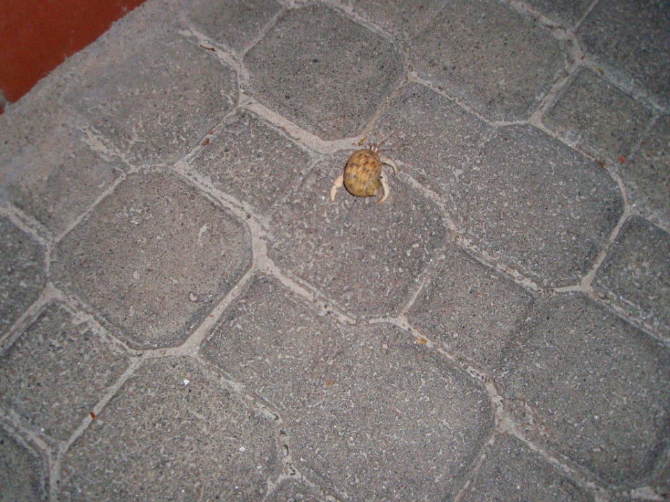 Einsiedlerkrebs Hotel L'Ocean