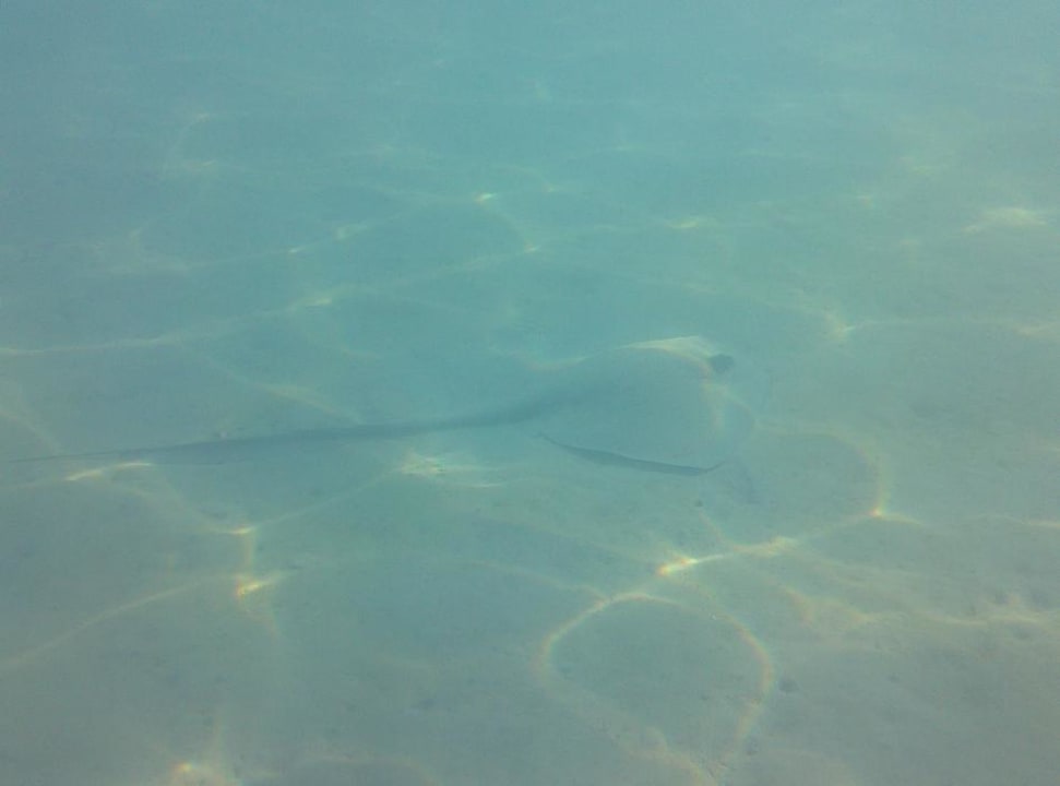 Strand Jaz Makadi Oasis Resort