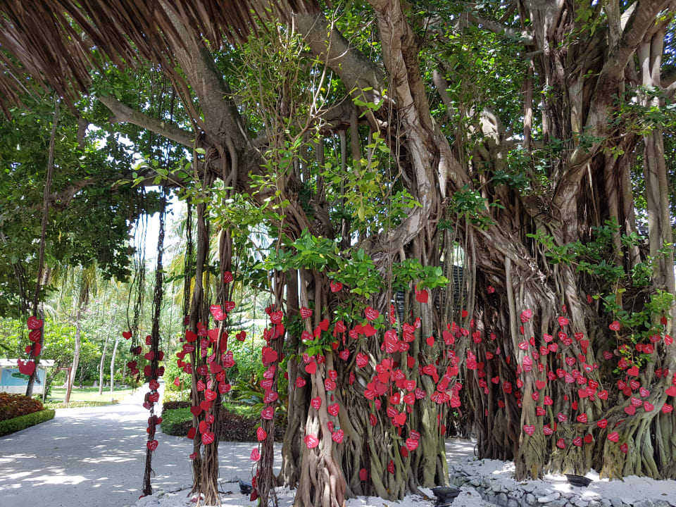 Gartenanlage Adaaran Select Hudhuran Fushi - Premium All Inclusive