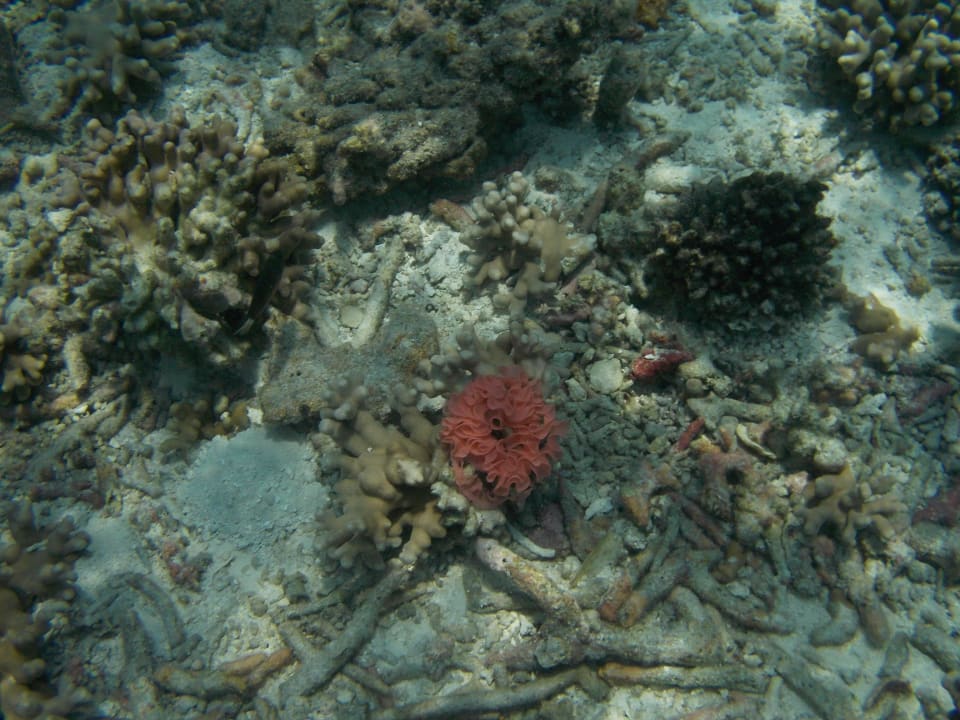 Unterwasserwelt Summer Island Maldives