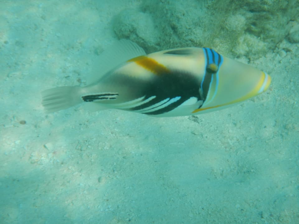 Schnorcheln am Hausriff  Diamonds Thudufushi