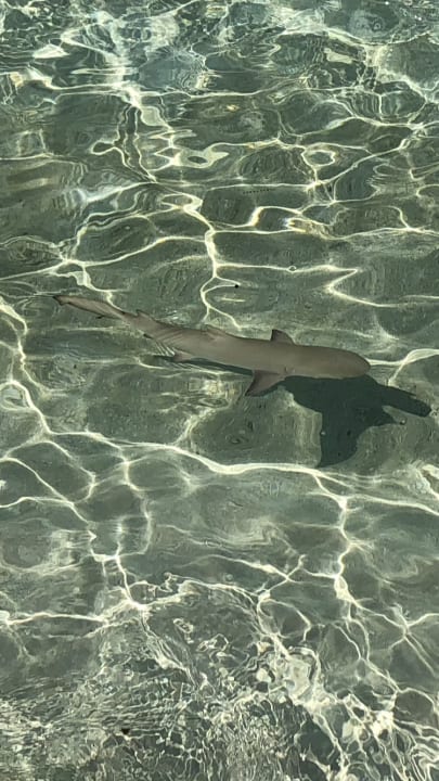 Strand Adaaran Select Meedhupparu Island Resort - Premium All Inclusive