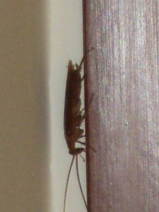 Riesenkakerlaken im Zimmer El Mouradi Club Kantaoui