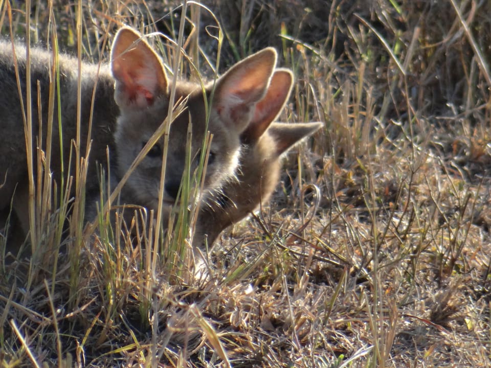 Sonstiges Aruba-Mara Camp